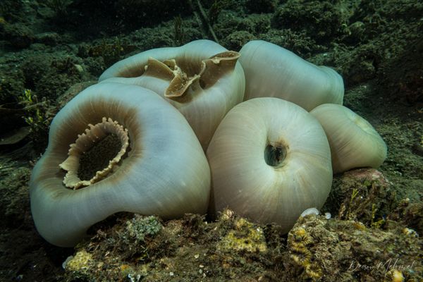 Elephant Ear Anemone - Photo 1