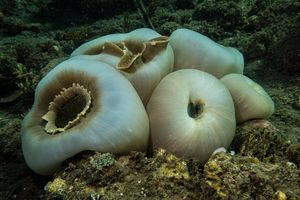 Corallimorphs representative species