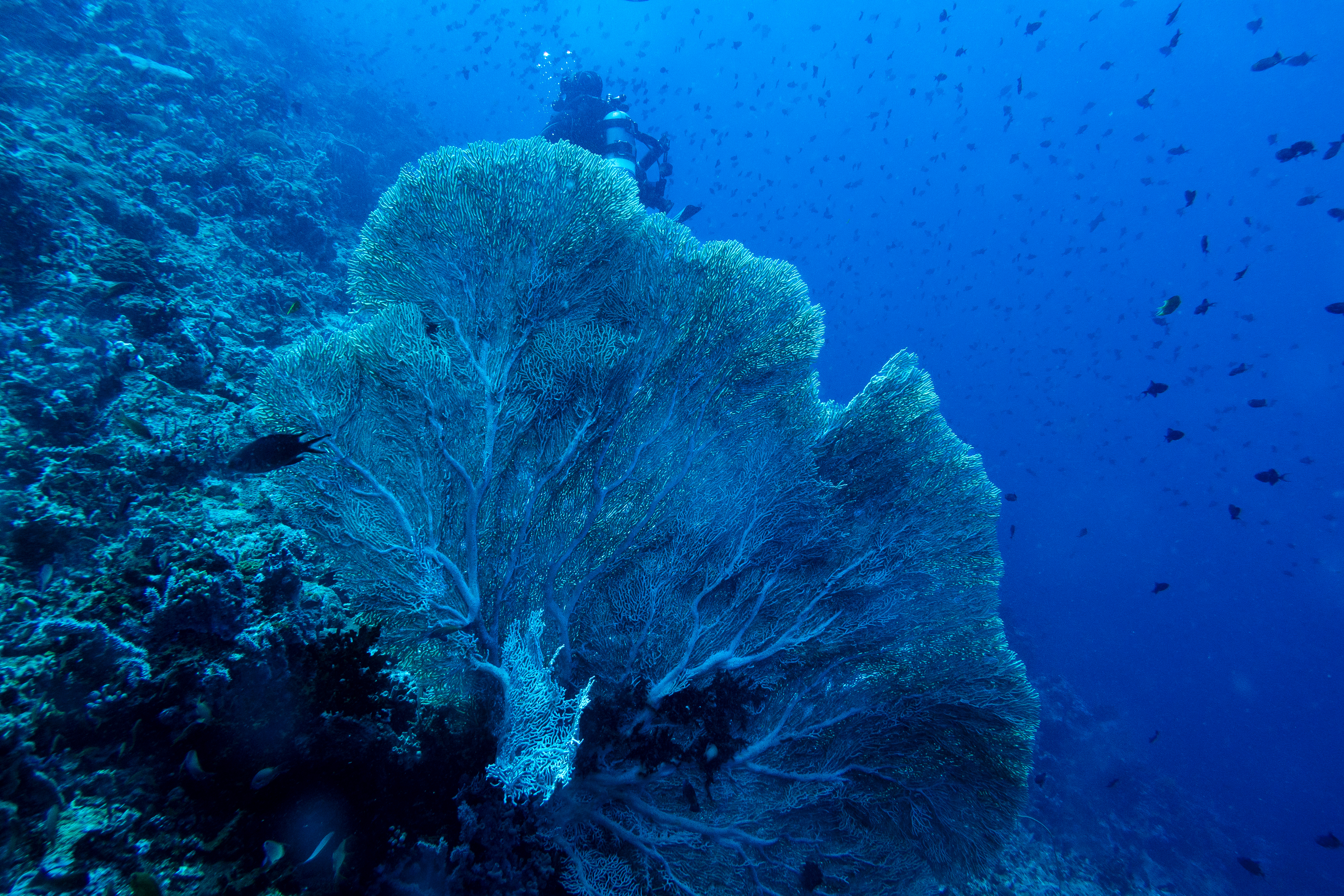 Giant Sea Fan