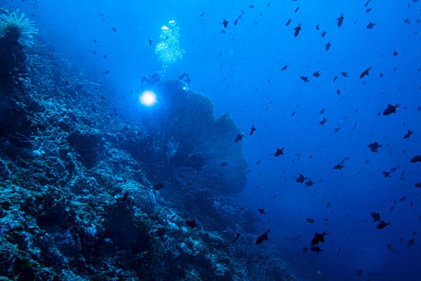 Giant Sea Fan - Photo 1