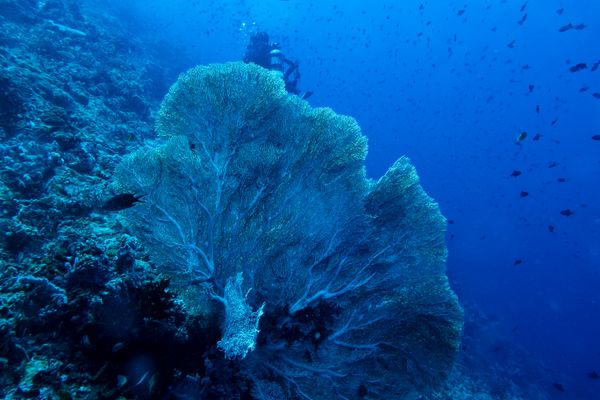 Giant Sea Fan - Photo 2