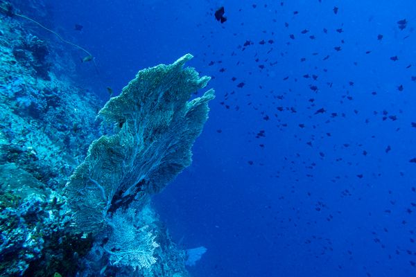 Giant Sea Fan - Photo 3