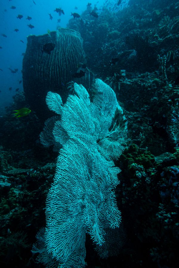 Giant Sea Fan - Photo 6