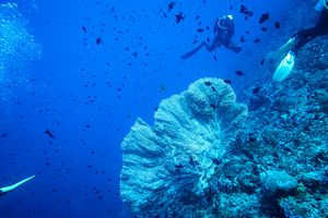 Giant Sea Fan