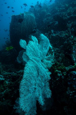 Giant Sea Fan