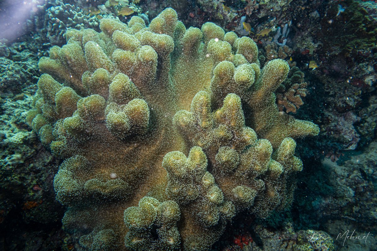 Devil's Hand Corals