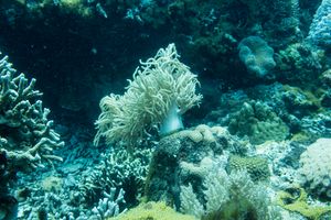 Malacalcyonacea representative species