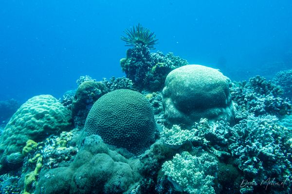 Diploastrea heliopora - Photo 1