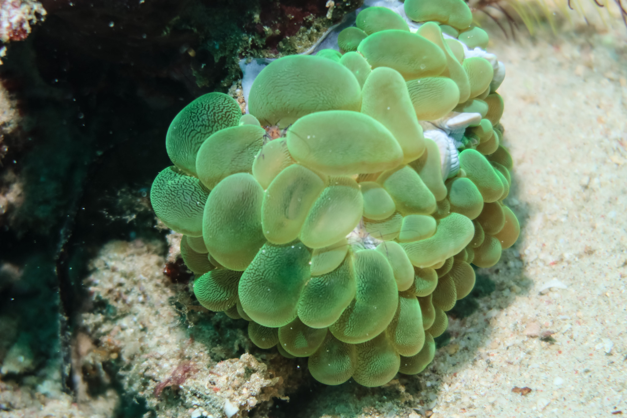 Bubble Coral