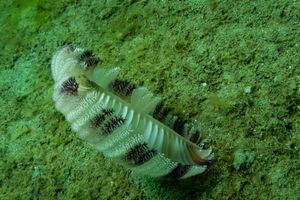 Scleralcyonacea representative species