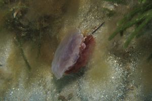 Lion's Mane Jellyfish
