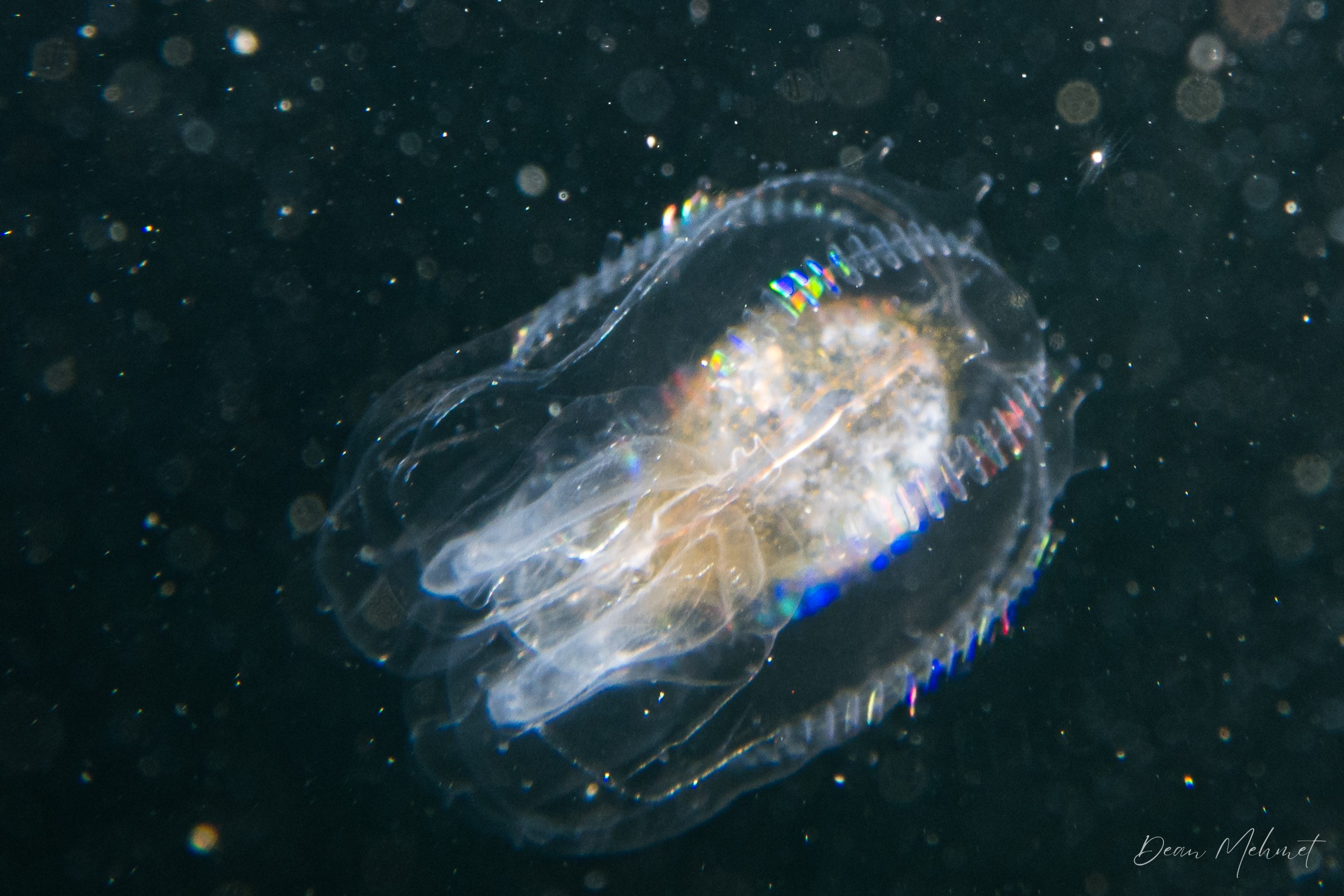Canadian Comb Jelly