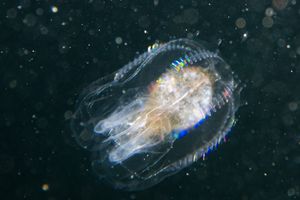 Canadian Comb Jelly