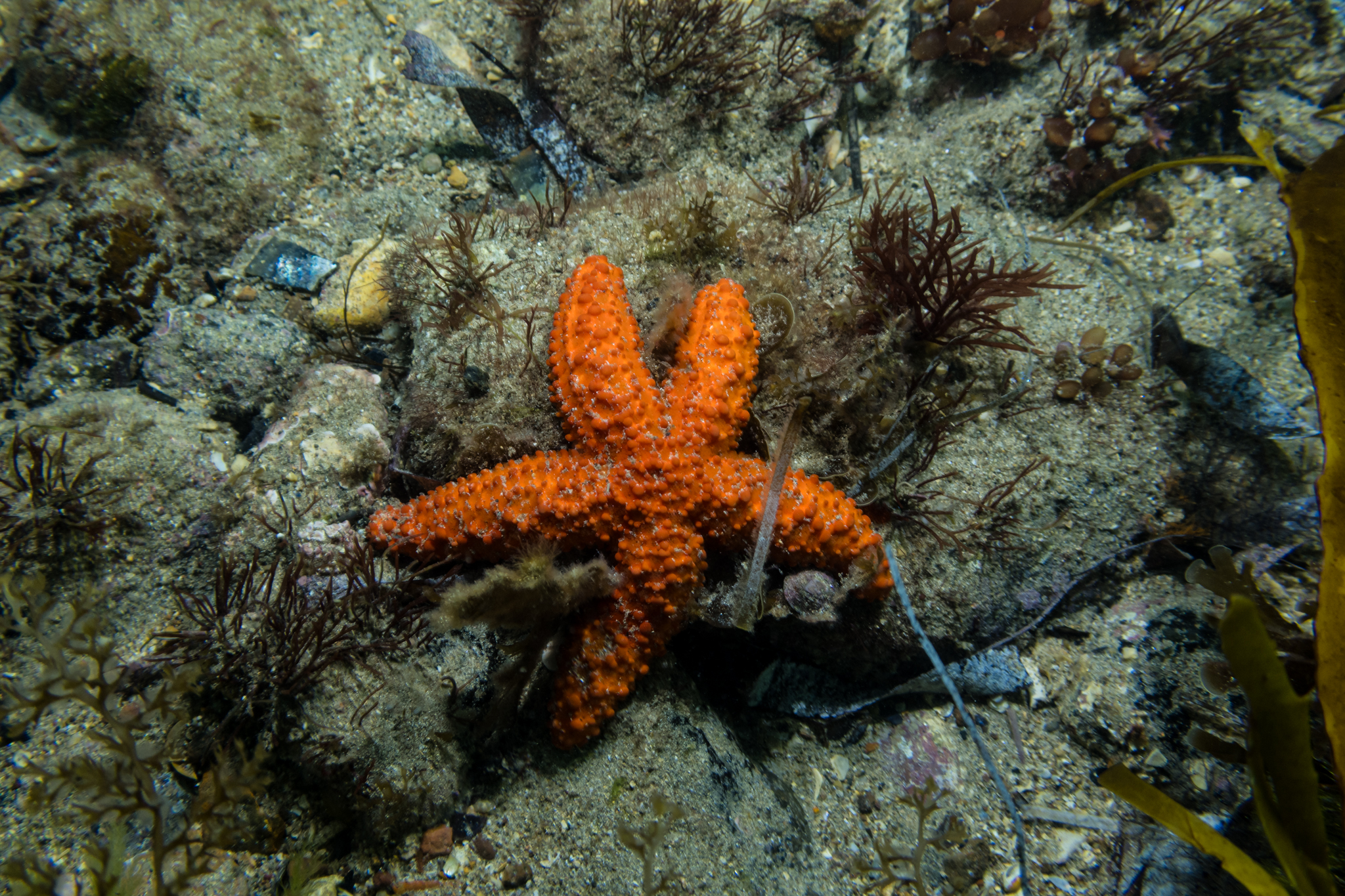 Granular Sea Star