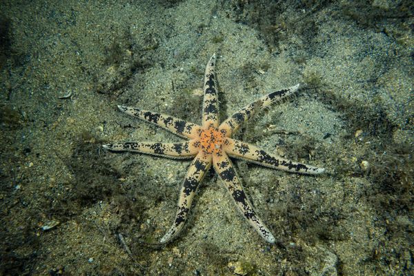 southern sand star - Photo 1
