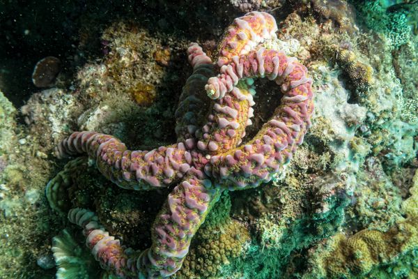 Nodular Sea Star - Photo 1