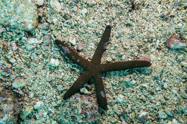 Luzon Sea Star - Photo 1