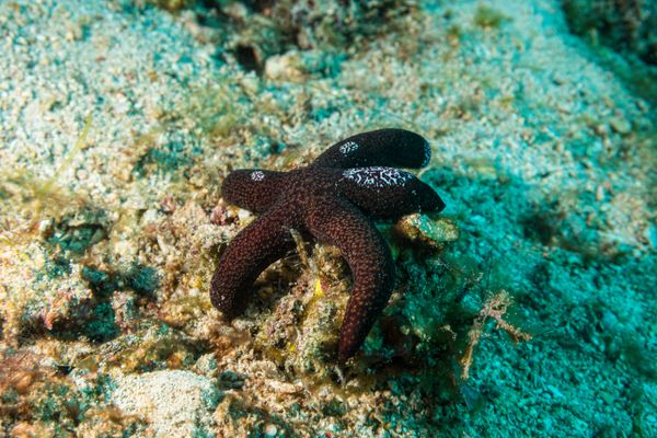 Luzon Sea Star - Photo 2