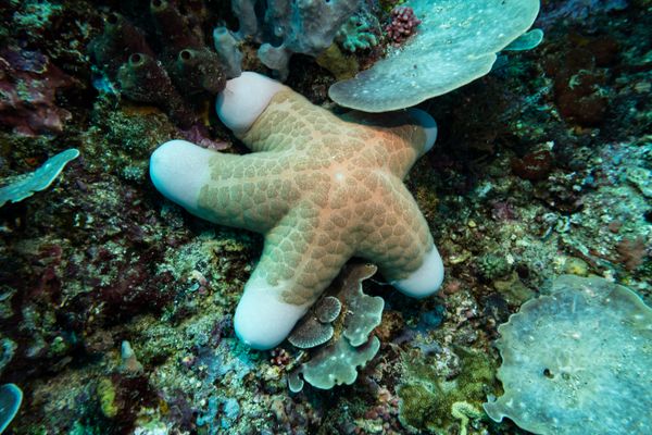 Granulated Sea Star - Photo 1