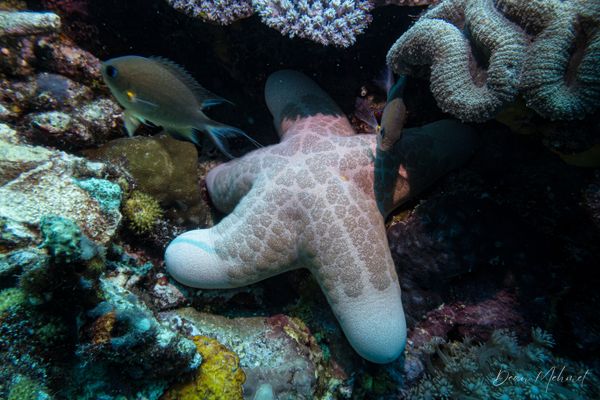Granulated Sea Star - Photo 2