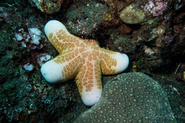 Granulated Sea Star - Photo 3