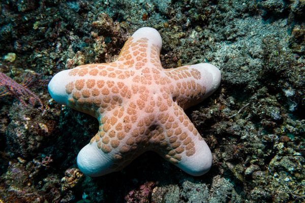 Granulated Sea Star - Photo 4