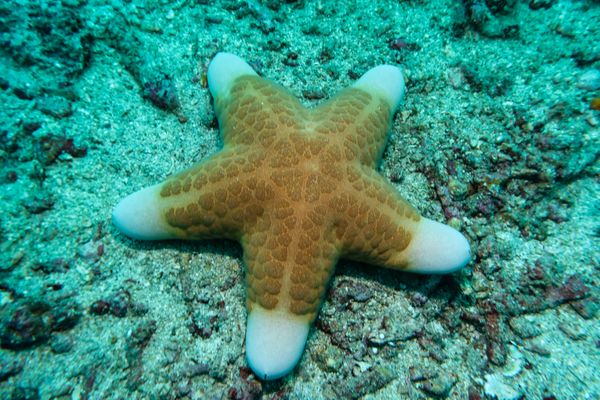 Granulated Sea Star - Anilao - 12 June 2025 - Dive 1