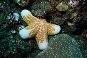 Granulated Sea Star