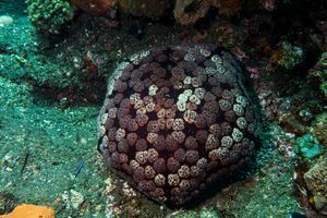 Pillow Cushion Star representative species