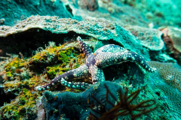 Pebbled Sea Star - Photo 1