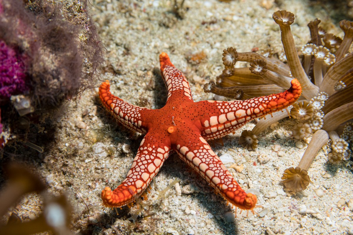Tiled Sea Star