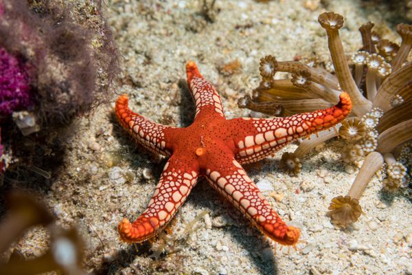 Tiled Sea Star - Photo 1