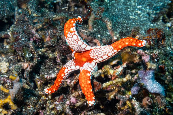 Tiled Sea Star - Photo 3
