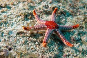 Tiled Sea Star
