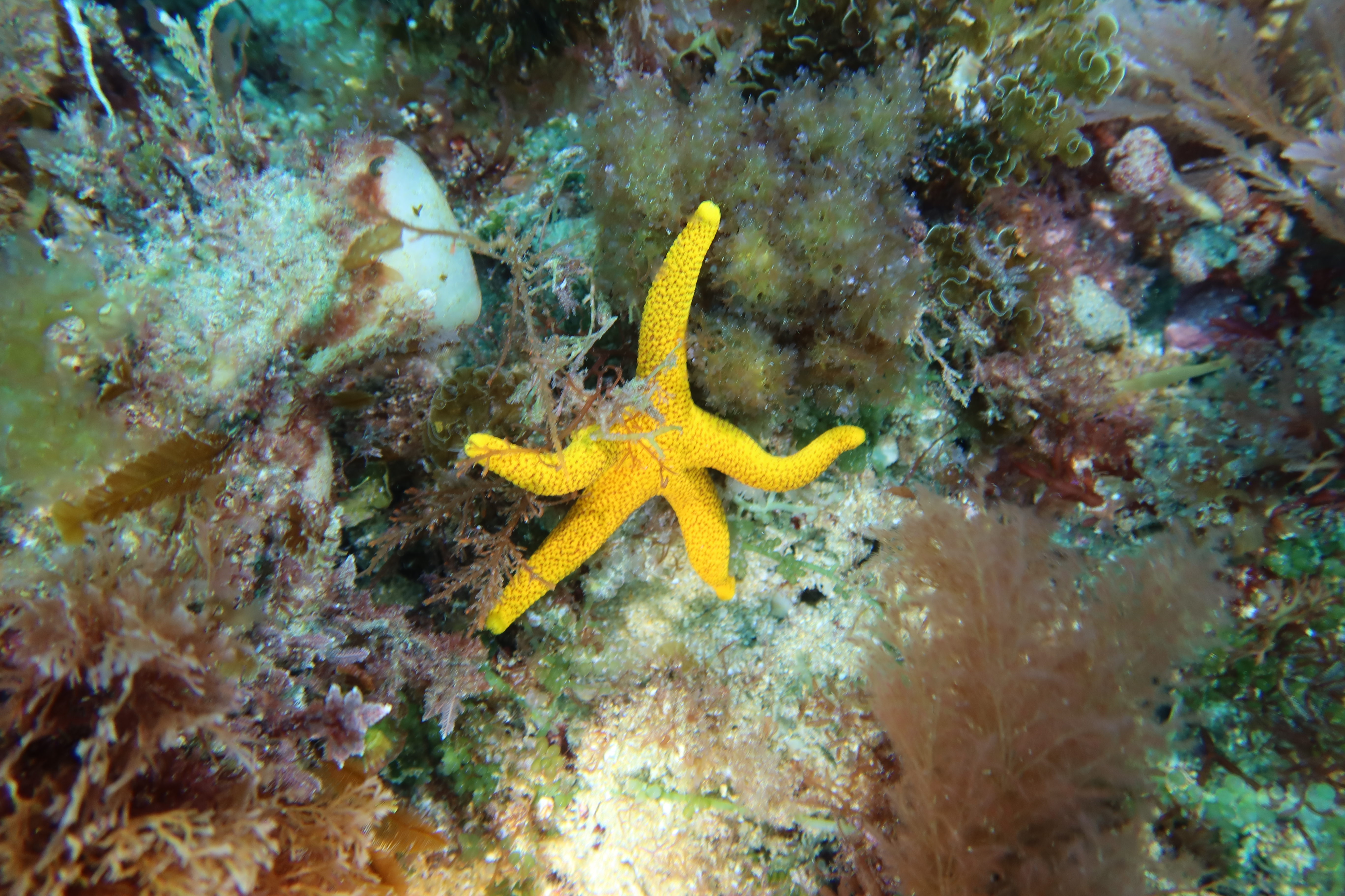 Many-spotted seastar