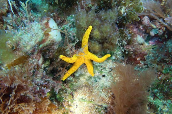 Many-spotted seastar - Lonsdale Arches / 4 Jan 2025