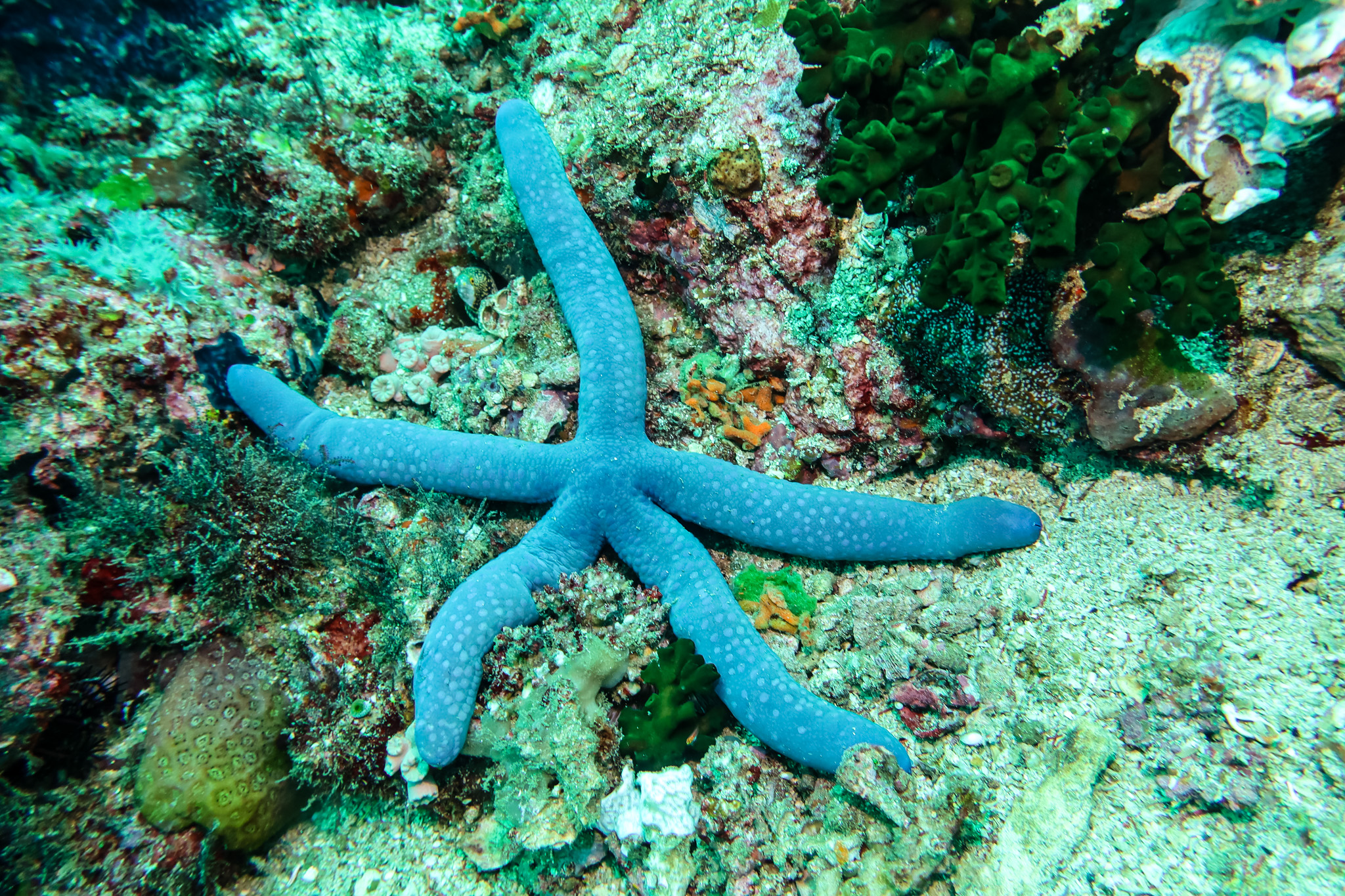 Blue Linckia