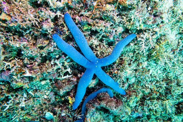 Blue Linckia - Photo 2