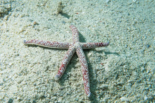 Spotted Linckia - Photo 1
