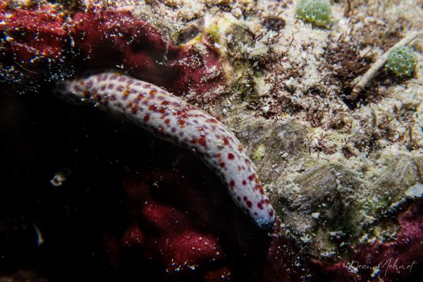 Spotted Linckia - Photo 2