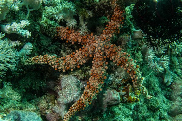 Bumpy sea star - Photo 1