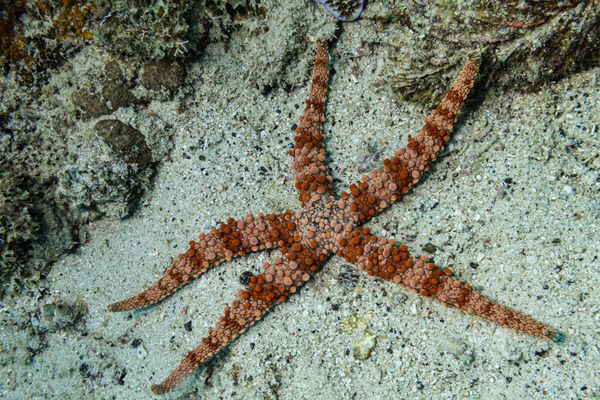 Bumpy sea star - Photo 2
