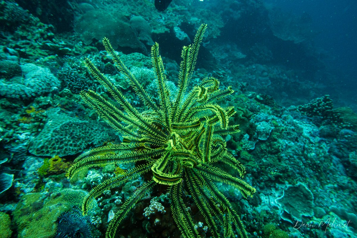 Bennetts Bushy Feather Star