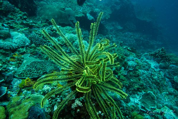 Bennetts Bushy Feather Star - Photo 1