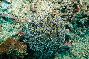 Sea Lilies representative species