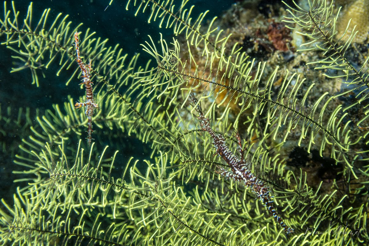 Phanogenia hero image