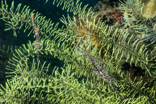 Phanogenia - Photo 1
