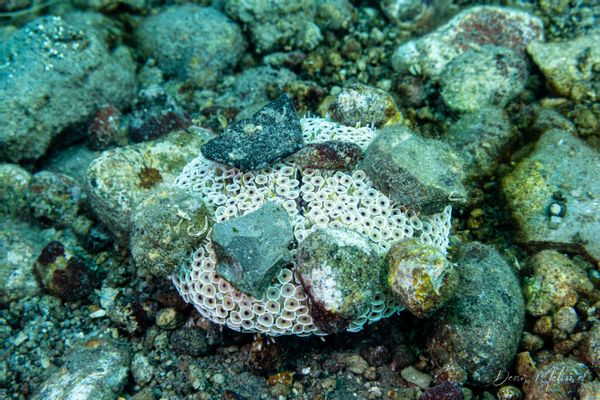 Rose Flower Urchin - Photo 1