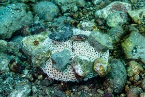 Sea Urchins, Sand Dollars, and Heart Urchins representative species