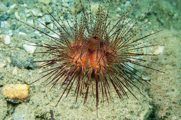 Blue-spotted Urchin - Photo 1